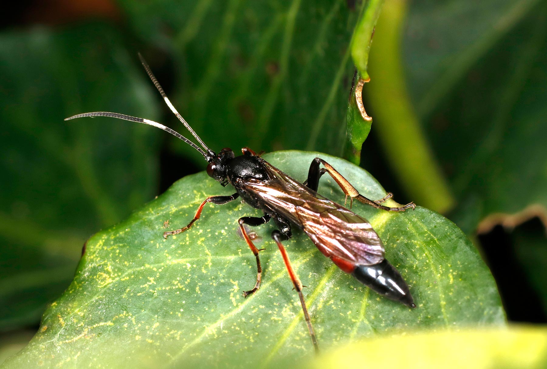 Ichneumonidae da ID